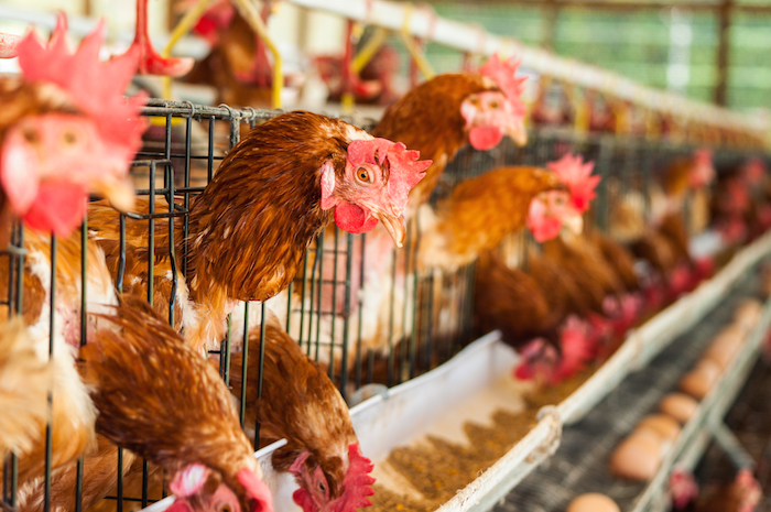 Cara Memulai Usaha Ternak Ayam Petelur Agar Untung