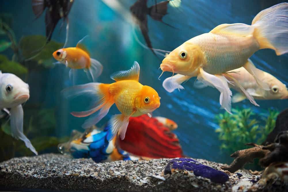 Tips Memulai Usaha Budidaya Ikan Hias yang Menguntungkan